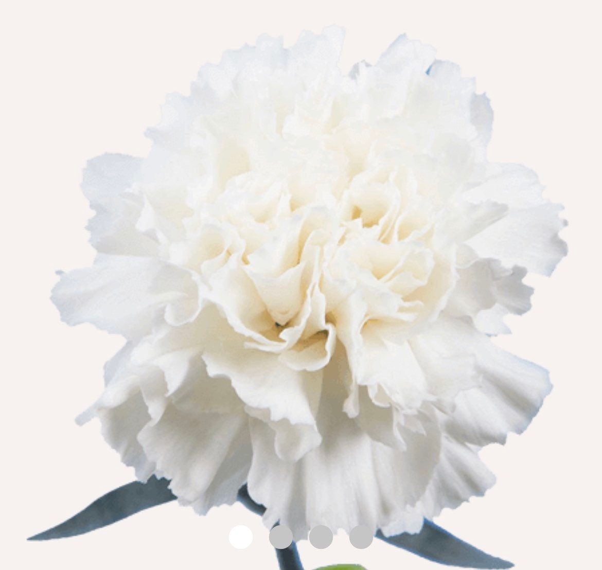 FLEUR D'oeillet Botanical Perfume Blue Carnation Etsy