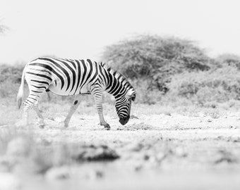 Zebra Photography Print | Fine Art Photography Print | Vertical Wall Decor | Zebra Wall Art | Zebra Decor | Vertical Zebra Print