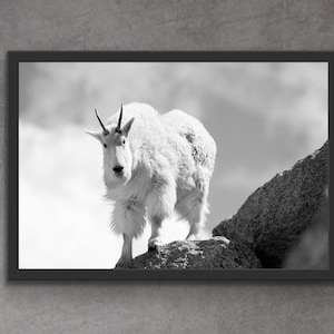 Mountain Goat Photography Print | Colorado Art | Colorado Photography Print | Black and White Photography Print | Goat Art Print