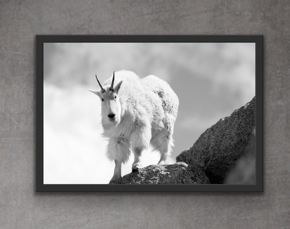 Berg Ziege Fotografie Druck Colorado Kunst Colorado Etsy