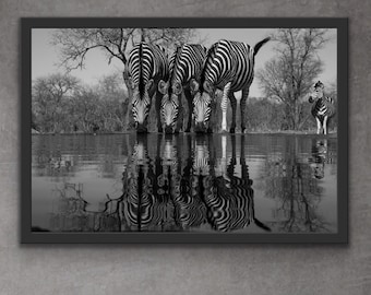 Reflexo Zebra | Impressão da fotografia da zebra | Arte de parede de zebra | Impressão de zebra preto e branco | Decoração Zebra
