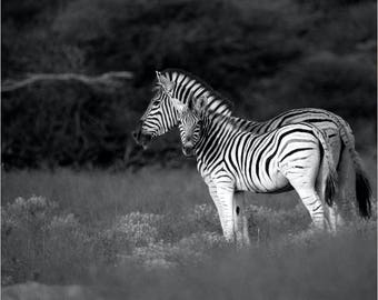 Zebra Photography Print | Zebra Wall Art | Black and White Zebra Print | Zebra Wall Decor | Zebra Nursery Art | Animal Wall Art