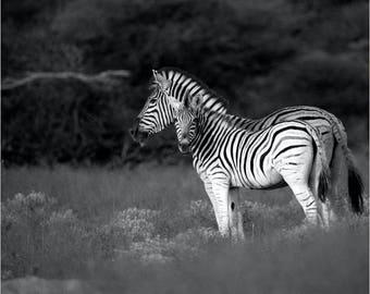 Impressão de fotografia de zebra | Arte de parede de zebra | Impressão de zebra em preto e branco | Decoração de parede de zebra | Arte de berçário de zebra | Arte de parede de animais