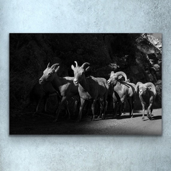 Bighorn Sheep Photography Print Colorado Photography Print Etsy