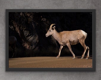 Borrego cimarrón / Fotografía artística del Oeste americano