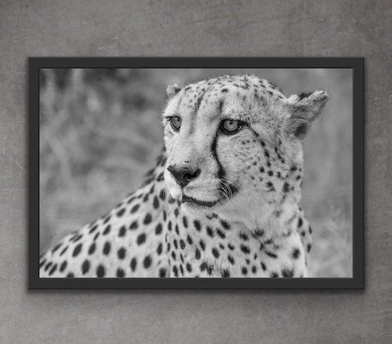 Cheetah Photography Print Cheetah Wall Art Black And White Etsy