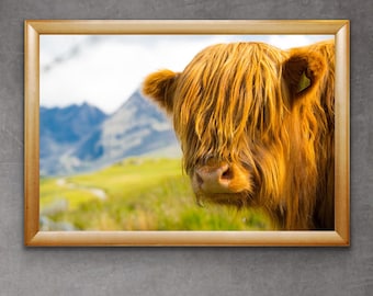 Highland Kuh Fotografie Druck | Highland Rinder Kunst | Schottland-Wand-Kunst | Highland Rinder Fotografie Druck | Highland Kuh Kunst