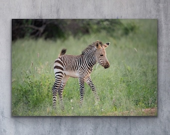 Baby Zebra Photography Print | Zebra Wall Art | Zebra Nursery Decor | Safari Nursery Decor | Zebra Nursery Art | Zebra Print