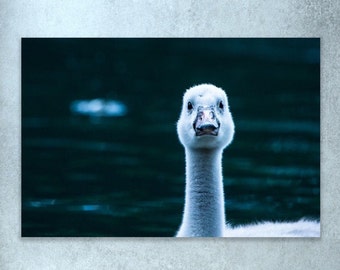 Swan Photography Print | Swan Wall Art | Swan Nursery Decor | Animal Nursery Art | Baby Swan Print | Cygnet Print | Baby Animal Art