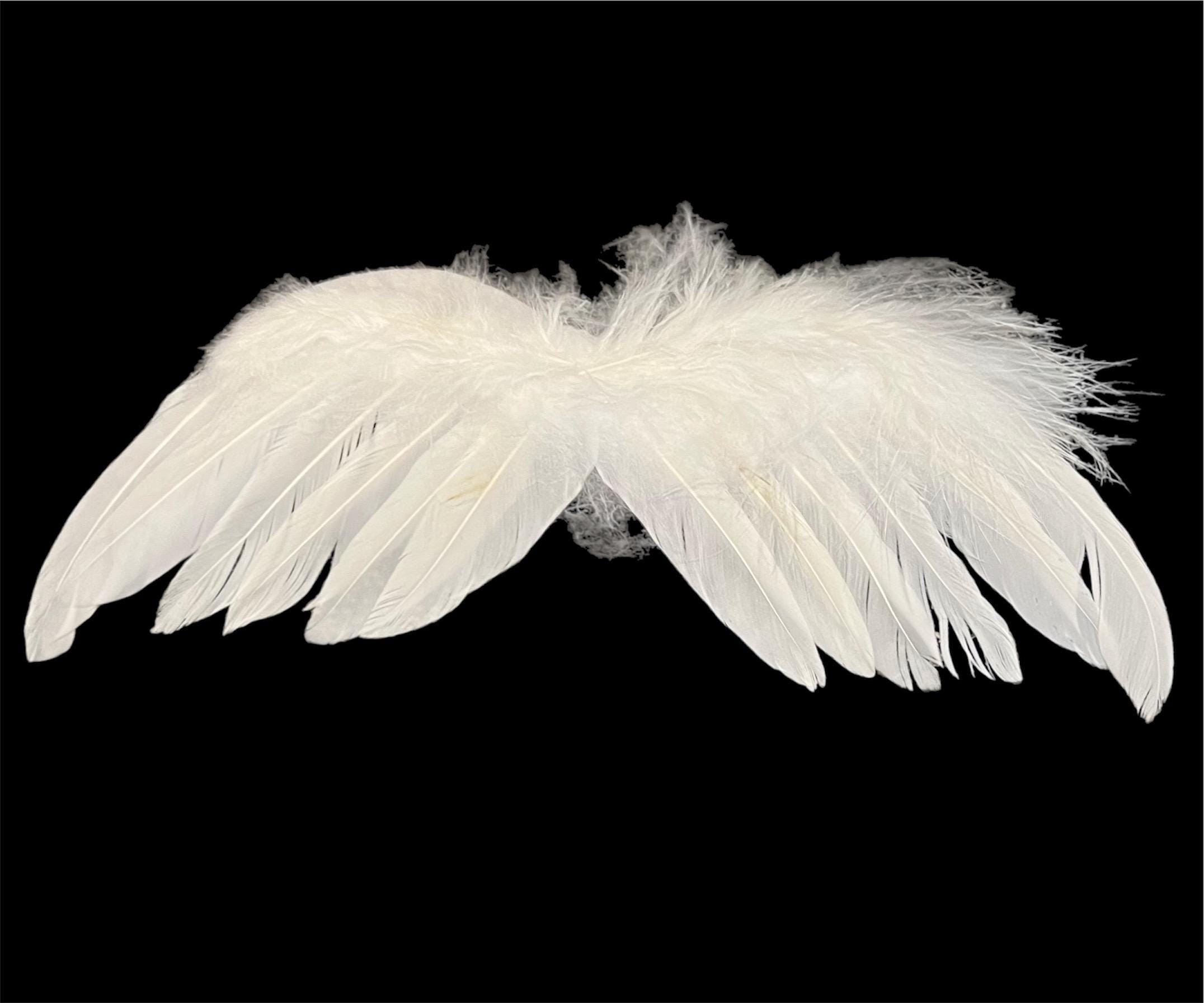 Weiße Feder ENGELSFLÜGEL 22,5 x 7 cm extra kleine Größe by cheswick company  - Etsy Schweiz, image size:2152x1794