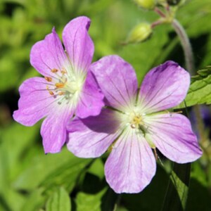 Live Wild Geranium Roots – Geranium maculatum – 5 Roots – Outdoor Perennial Flowering Plant