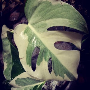 Monstera white lava - Etsy 日本