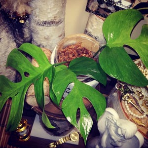 Rhaphidophora ' Tetrasperma Green Mint '  (' Monstera Minima Variegata ')