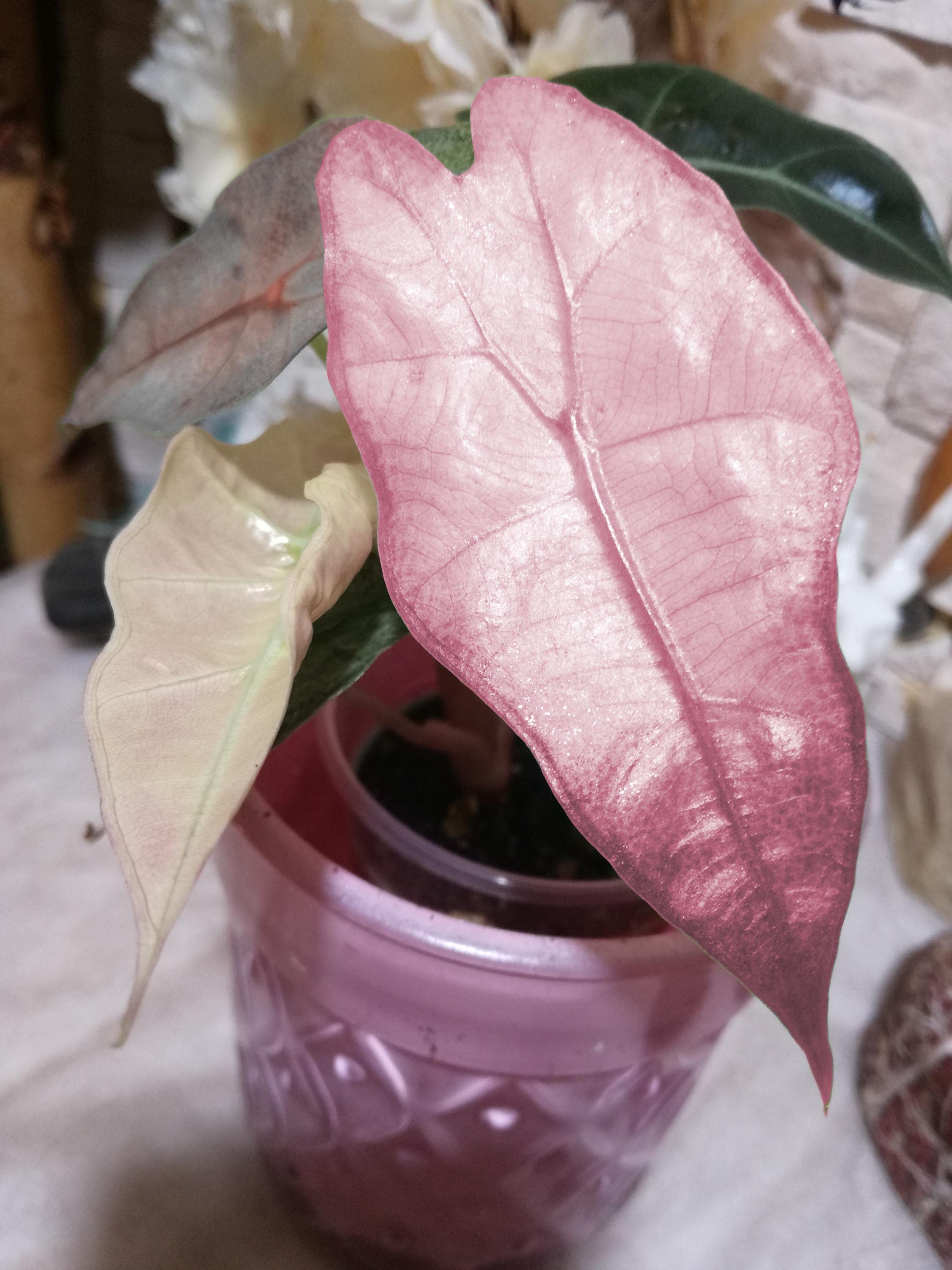 アロカシア ワトソニアナ ピンク 脇芽アリ】アロカシア ワトソニアナ ピンク斑入り Alocasia