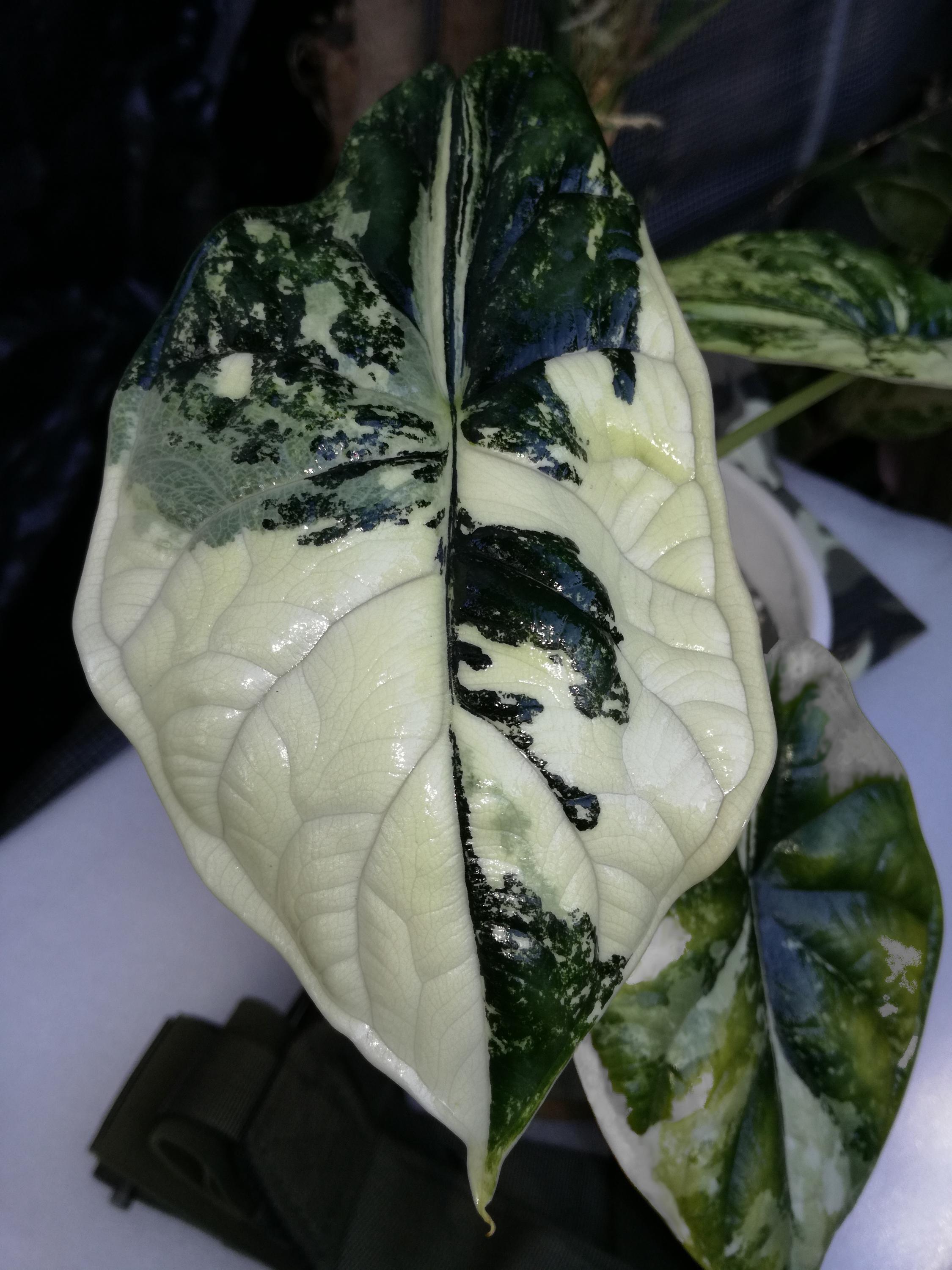 アロカシア・マハラニ・アルボ 斑入り (full moon +tricolor) Variegated alocasia maharani - Etsy 日本