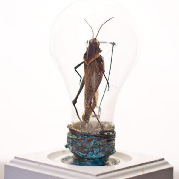 Upcycled light bulb with Insect