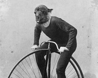 Funny Animal Photography - Llama Alpaca Riding a Bike - Victorian High-Wheel Bicycle - Animal Portrait - Old Photo