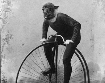 Funny Animal Photography - Llama Alpaca Riding a Bike - Victorian High-Wheel Bicycle - Animal Portrait - Old Photo