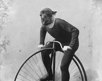 Funny Animal Photography - Llama Alpaca Riding a Bike - Victorian High-Wheel Bicycle - Animal Portrait - Old Photo