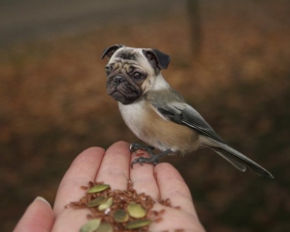Funny Animal Photography Half Bird Half Dog Print Pug Dog - Etsy UK Funny Animal Photography Half Bird Half Dog Print Pug Dog - Etsy UK