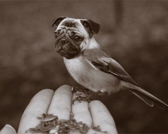 Surreal Animal Photo - Chickapug or Pugadee - 5x7 Print - Sepia Photography - Pug Art - Bird Dog - April Fool Portrait - Funny Wall Art