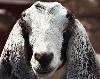 5x7 Print - Portrait of a Young Goat