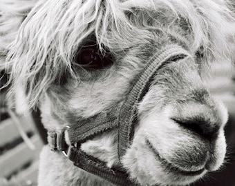 Cute Animal Photograph - Llama Alpaca Print - Black and White - 5x7 Photograph - Animal Lover - Nature