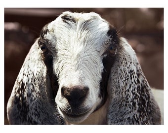 Goat Photography - Farm Animal Art - Ranch Decor - Young Goat Portrait - Brown and White Goat - 8x10 Wall Print - Full Color Animal Photo