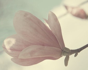 Magnolia Tree, Nature Photography, Spring Flower Art, Pink Floral, Powder Blue Sky, Flower Art 5x7 Print, Botanical, Still Life Photography
