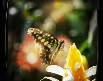 5x5 Print - Emerald Flutterby