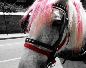 Horse Art - Animal Photography - Horse with Pink Mane - Horse and Carriage - Montreal - Selective Color - Black and White