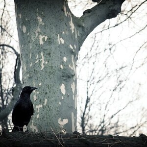 8x10 Print Raven Ponders image 1