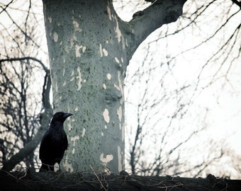 8x10 Print - Raven Ponders