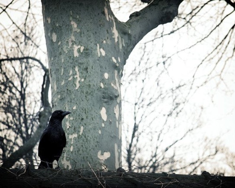 8x10 Print Raven Ponders image 1