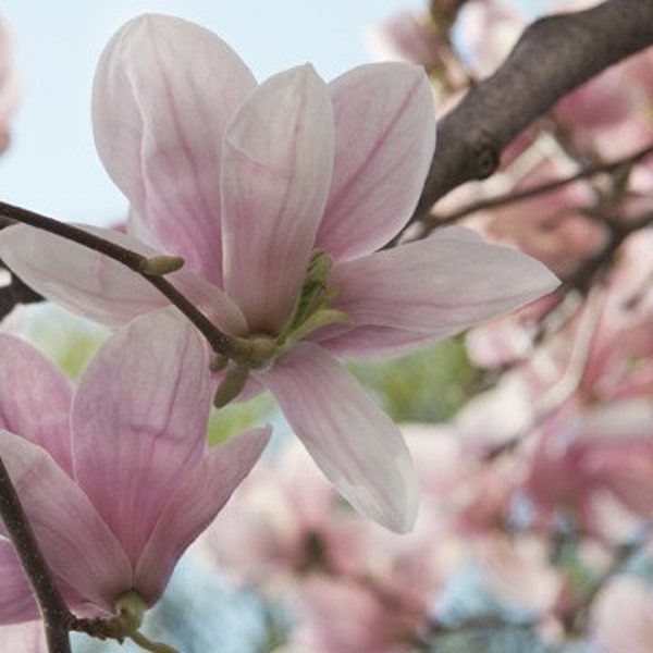 5x7 Druck - In Bloom