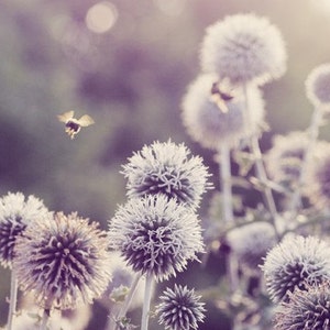 Floral Photography - Flower Art 5x7 Print - Bee in Flight - Purple - Mauve - Lavender - Allium - Bokeh
