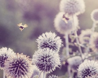 Floral Photography - Flower Art 5x7 Print - Bee in Flight - Purple - Mauve - Lavender - Allium - Bokeh