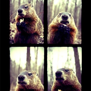 Tierfotografie Murmeltier Posieren Wildlife Print Etsy