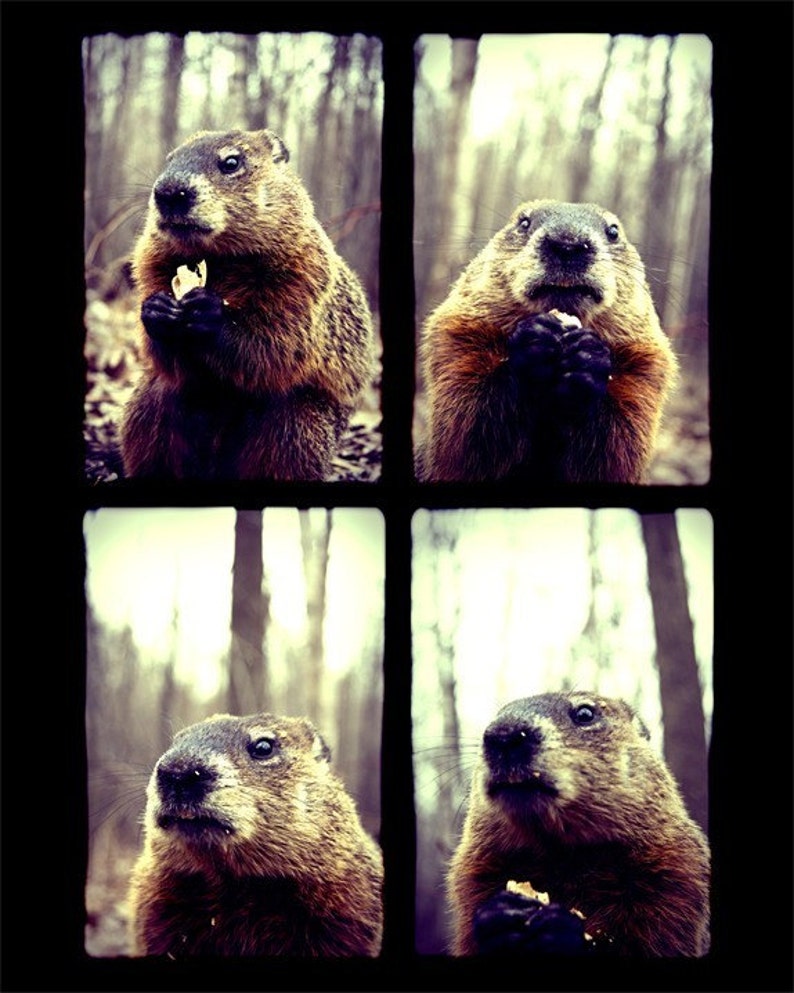 Cute Animal Photography Groundhog Day Marmot 5x7 Print Funny Animal Eating Nature Photograph Forest Wildlife image 1