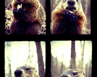 Marmot Story - 4x6 Print