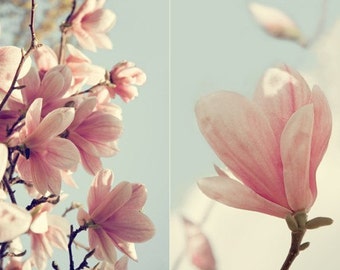 Magnolia Tree - Spring Flower - Pink Blossom - Flowering Tree - Soft Pastel - 5x7 Floral Home Decor - Diptych Style Photo - Muted Color