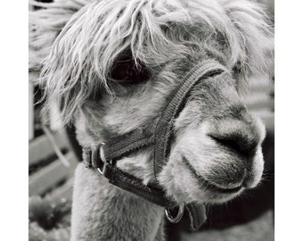 The Lovely Llama 8x10 Print