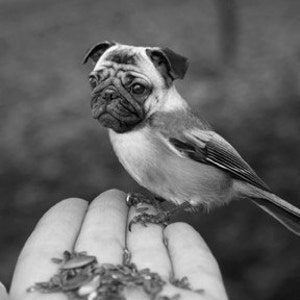 4x6 Print Chickapug or Pugadee in Black and White image 1
