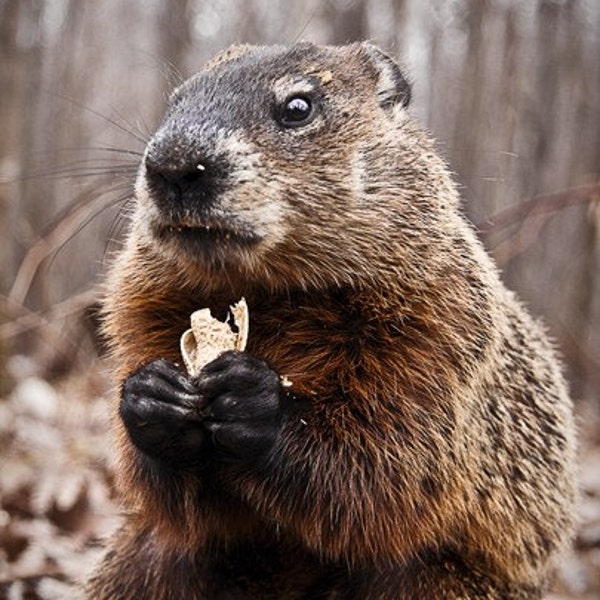 Photo of Marmot Eating a Peanut- Picture of Woodchuck Posing - Groundhog Day - Closeup - Animal Portrait - Wildlife - Montreal Canada Animal