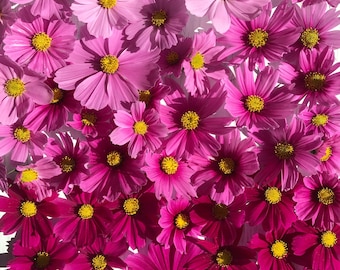 Pink Cosmos seeds- FREE SHIPPING! light pink and dark pink organic cosmos- over 50 seeds, easy to grow, annual flower seeds-some white too.