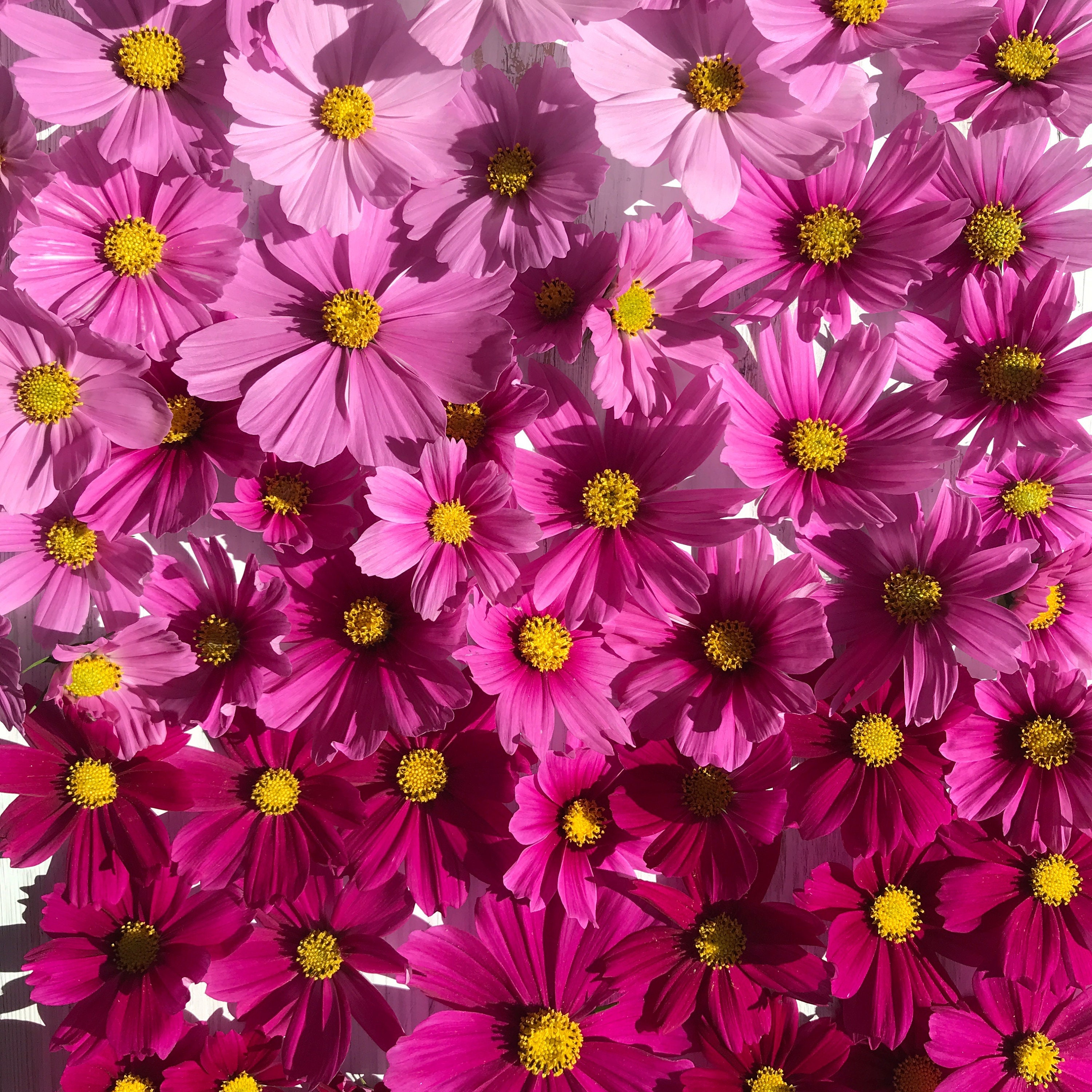 50 SEEDS 50 COSMOS BIPINNATUS DWARF MIX SEEDS WHITE PURPLE PINK FLOWERS 50 SEEDS 50 COSMOS BIPINNATUS DWARF MIX SEEDS WHITE PURPLE PINK FLOWERS