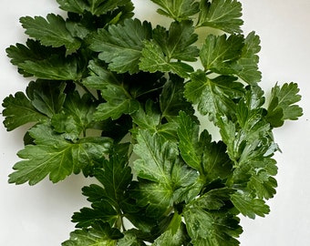 Flat-leaf Parsley 200 seeds free shipping, organic