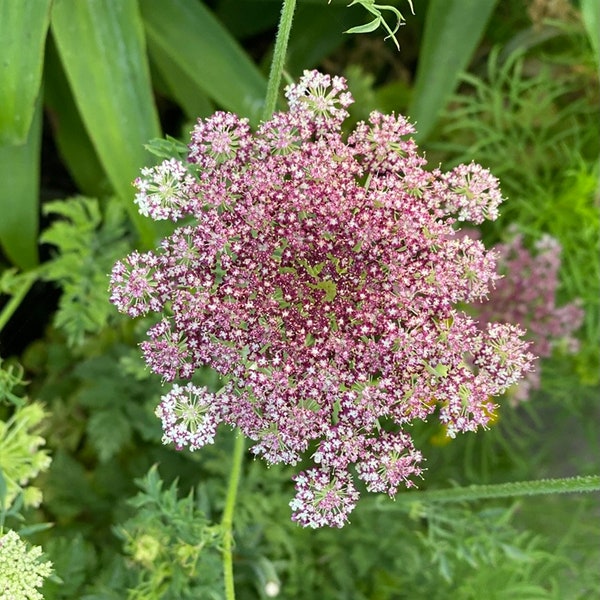 FREE SHIPPING Dara-100 seeds purple Queen Ann's Lace- 100 seeds, organic, mountain grown