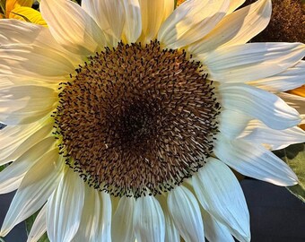 Vanilla Cream Sunflower 30 seeds