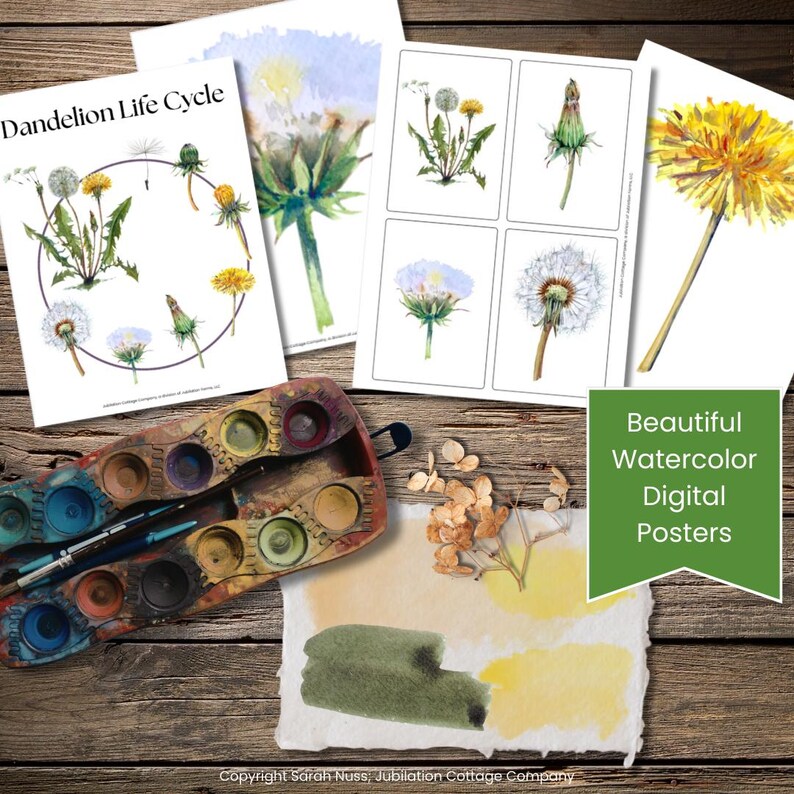 Dandelion Life Cycle Learning Guide | Botany Study for Kids ...